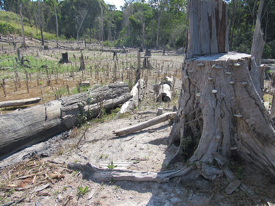 Área desmatada ilegalmente na Floresta Nacional do Jamanxim, no Pará, com tocos e terra exposta