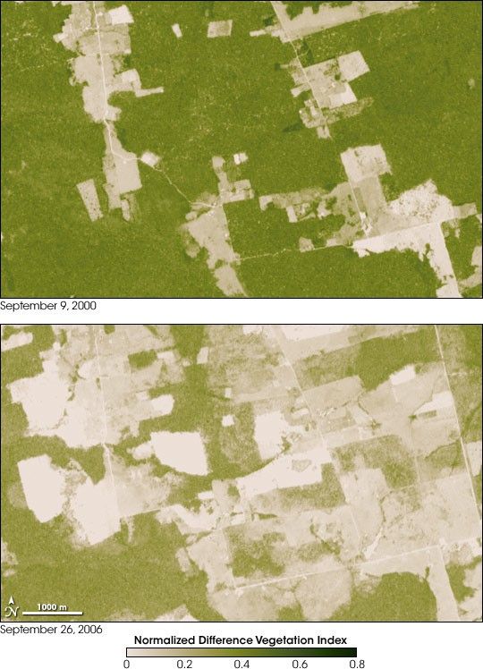 Padrão de desmatamento em espinha de peixe em Rondônia visto por satélite Landsat da NASA